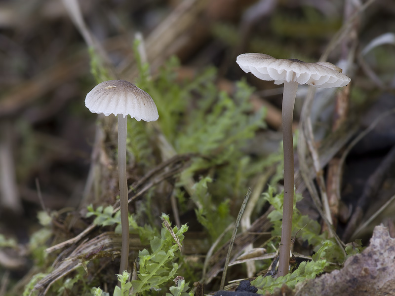 Mycena latifolia